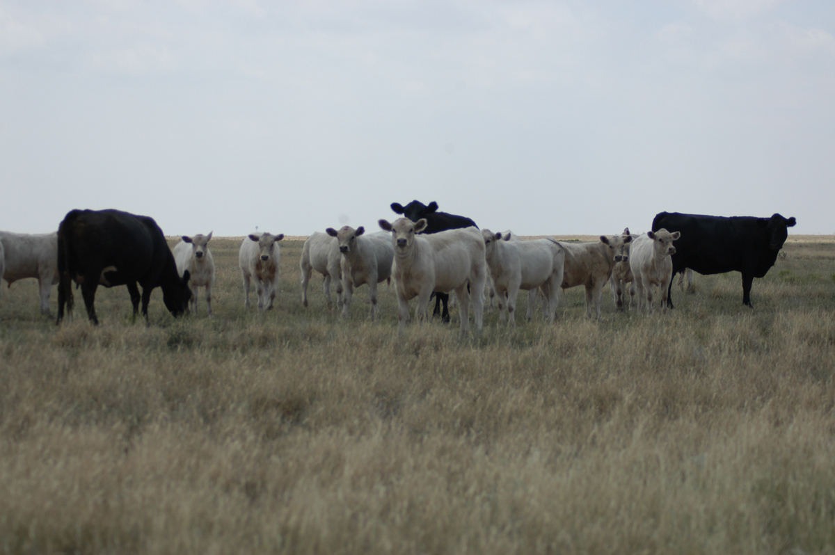 crossbred charolais calves